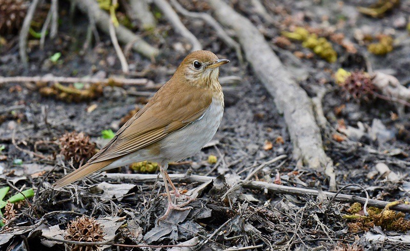 Veery by Wildreturn is licenced under CC BY 2.0.